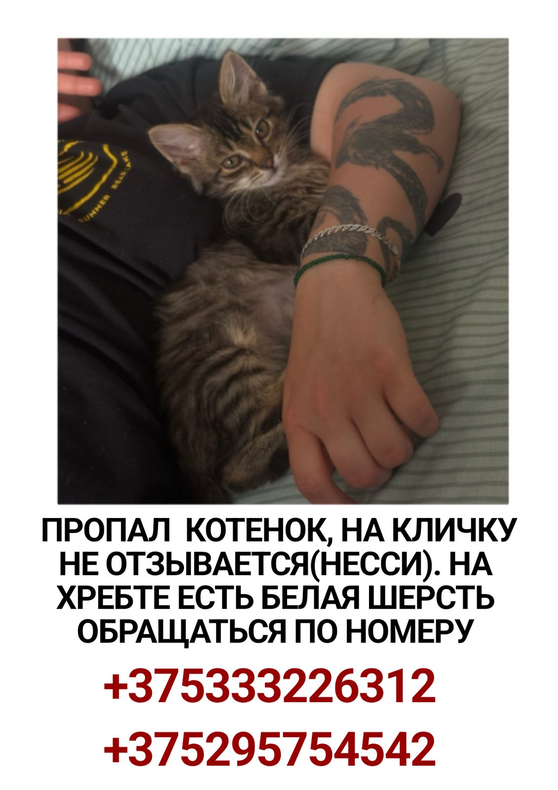 ПРОПАЛА КОШКА — Молодечно