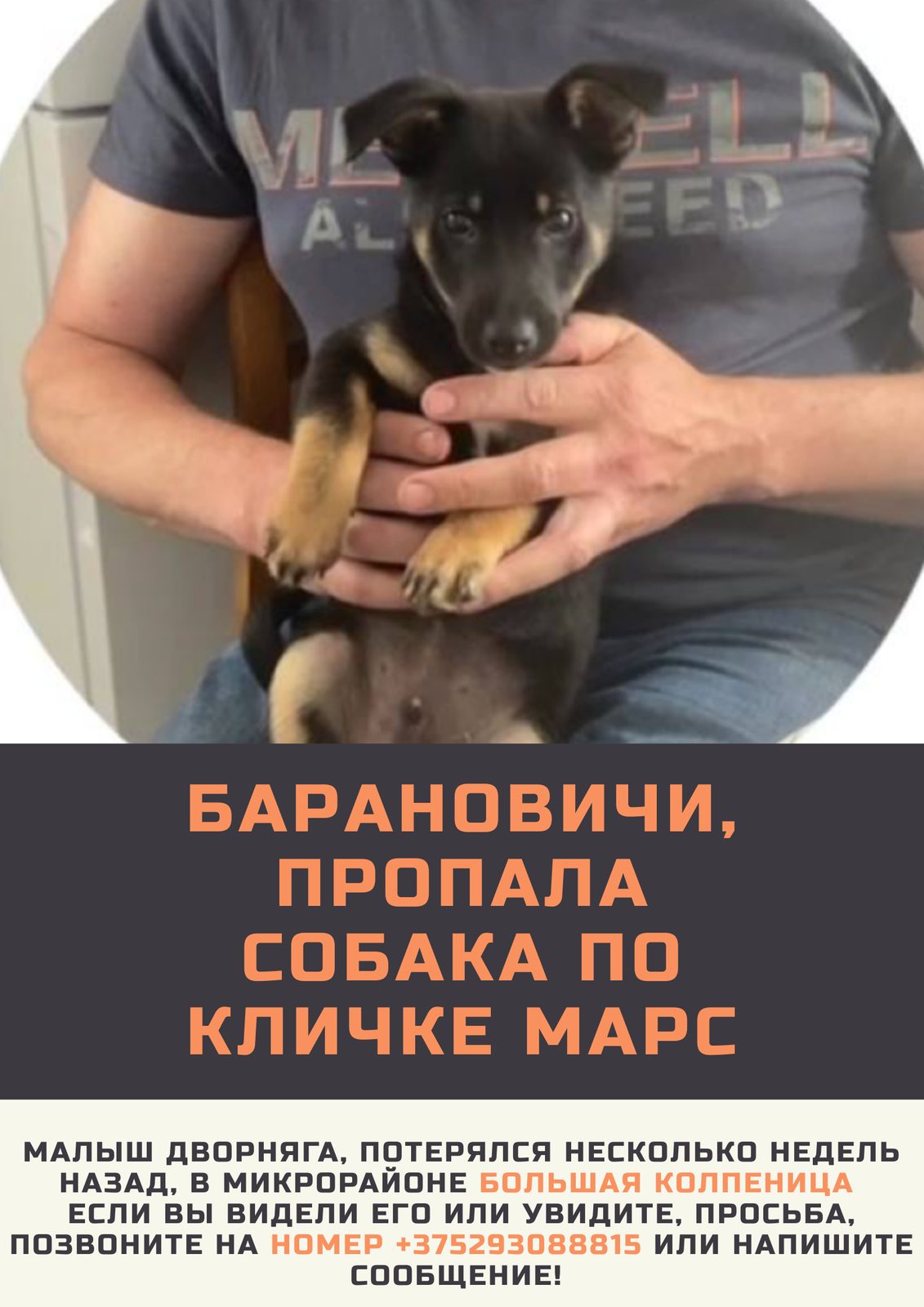 Пропала собака в Барановичах — фото объявления