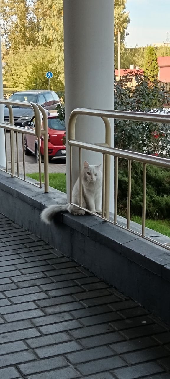 Найденная кошка в Гродно Найдена кошка в Гродно — фото объявления