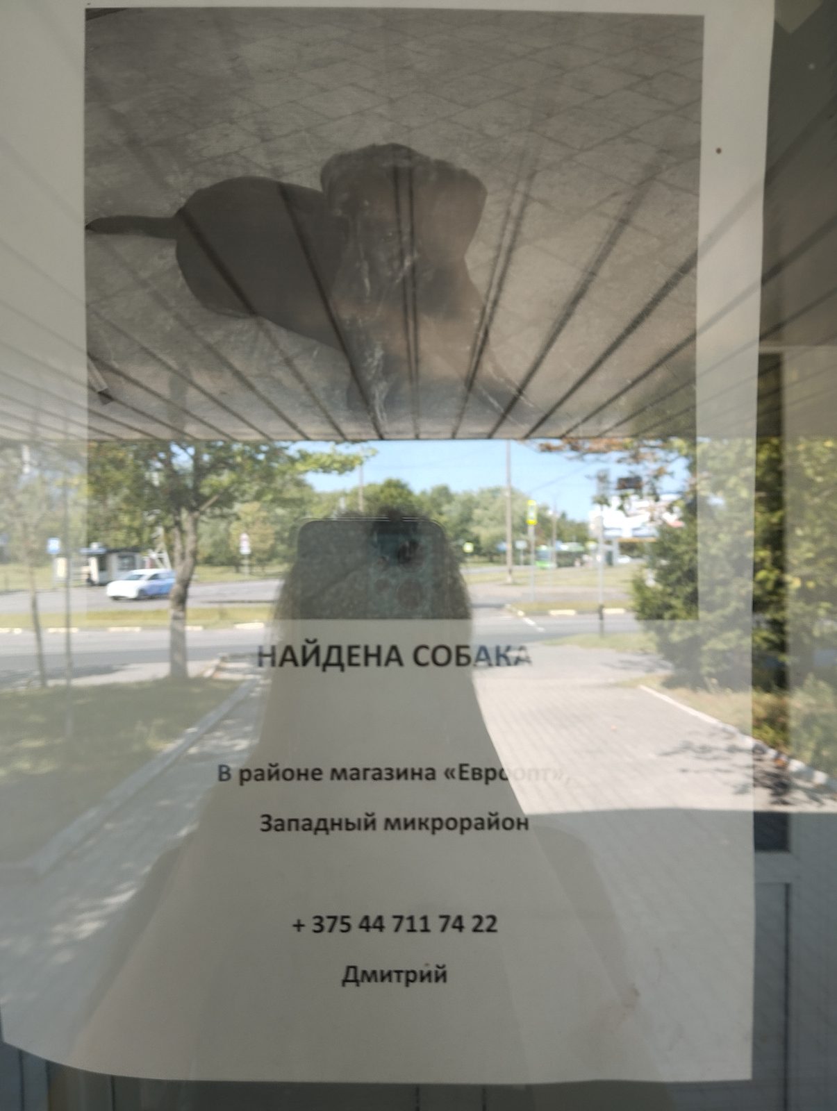 НАЙДЕНА СОБАКА — Гомель