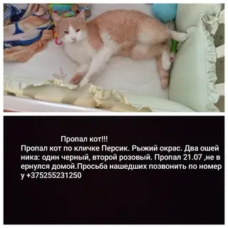 Пропала кошка в Минске — фото объявления