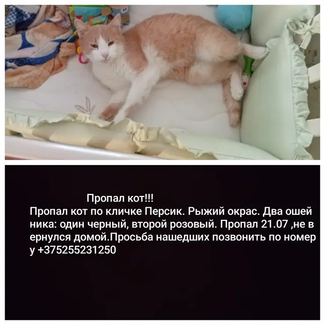 Пропавшая кошка в Минске Пропала кошка в Минске — фото объявления