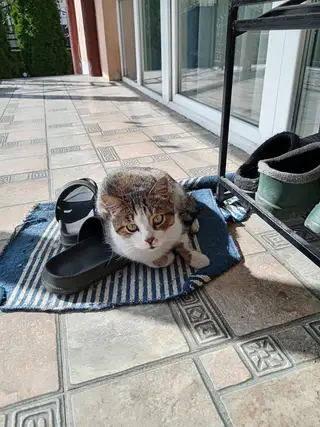 Найдена кошка в Пинске — фото объявления