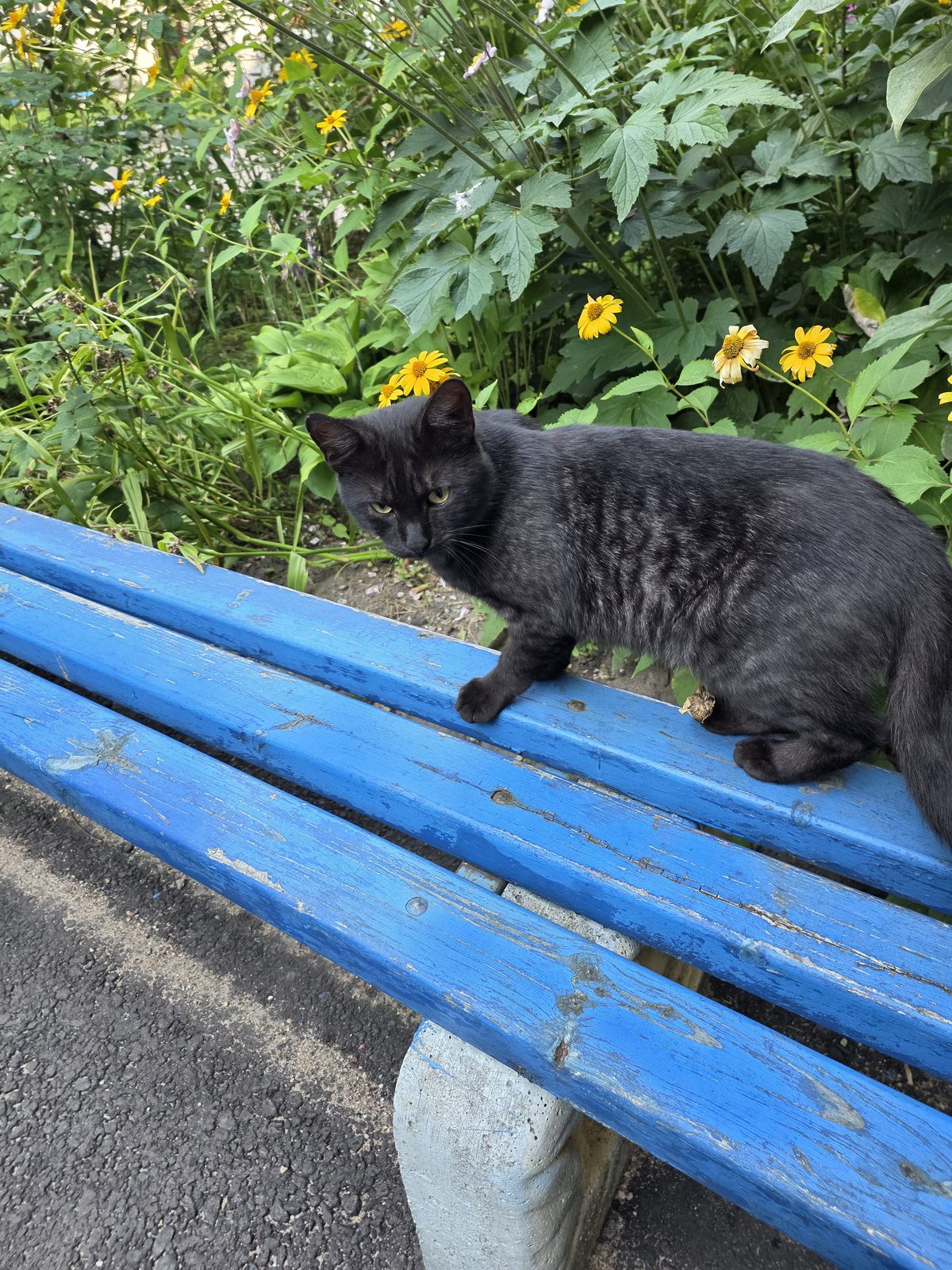 НАЙДЕНА КОШКА — Минск