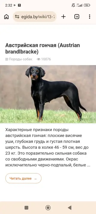 Пропавшая собака в Петрикове Пропала собака в Петрикове — фото объявления