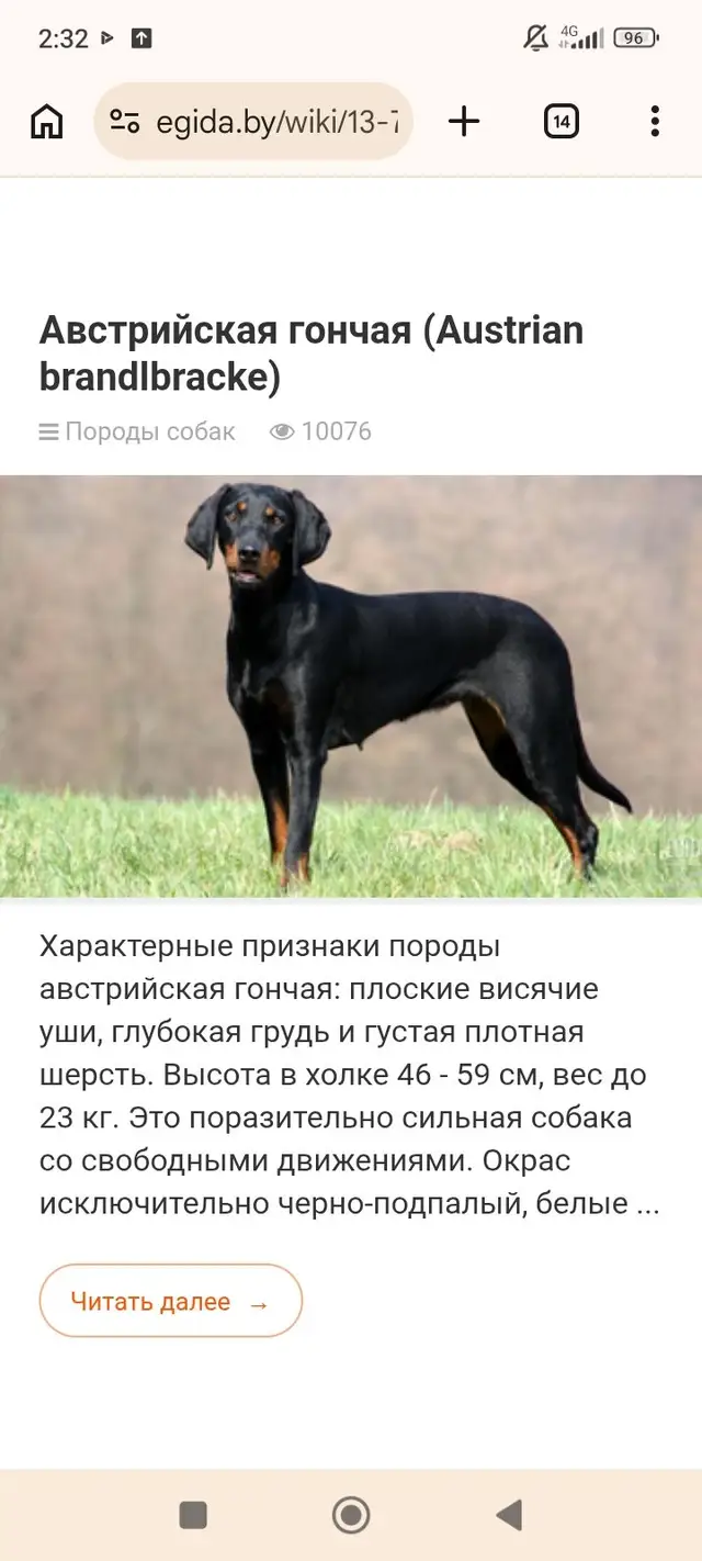 Пропавшая собака в Петрикове Пропала собака в Петрикове — фото объявления