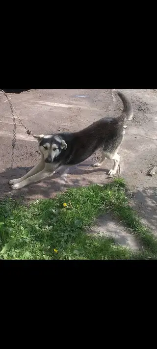Пропала собака в Мостах — фото объявления
