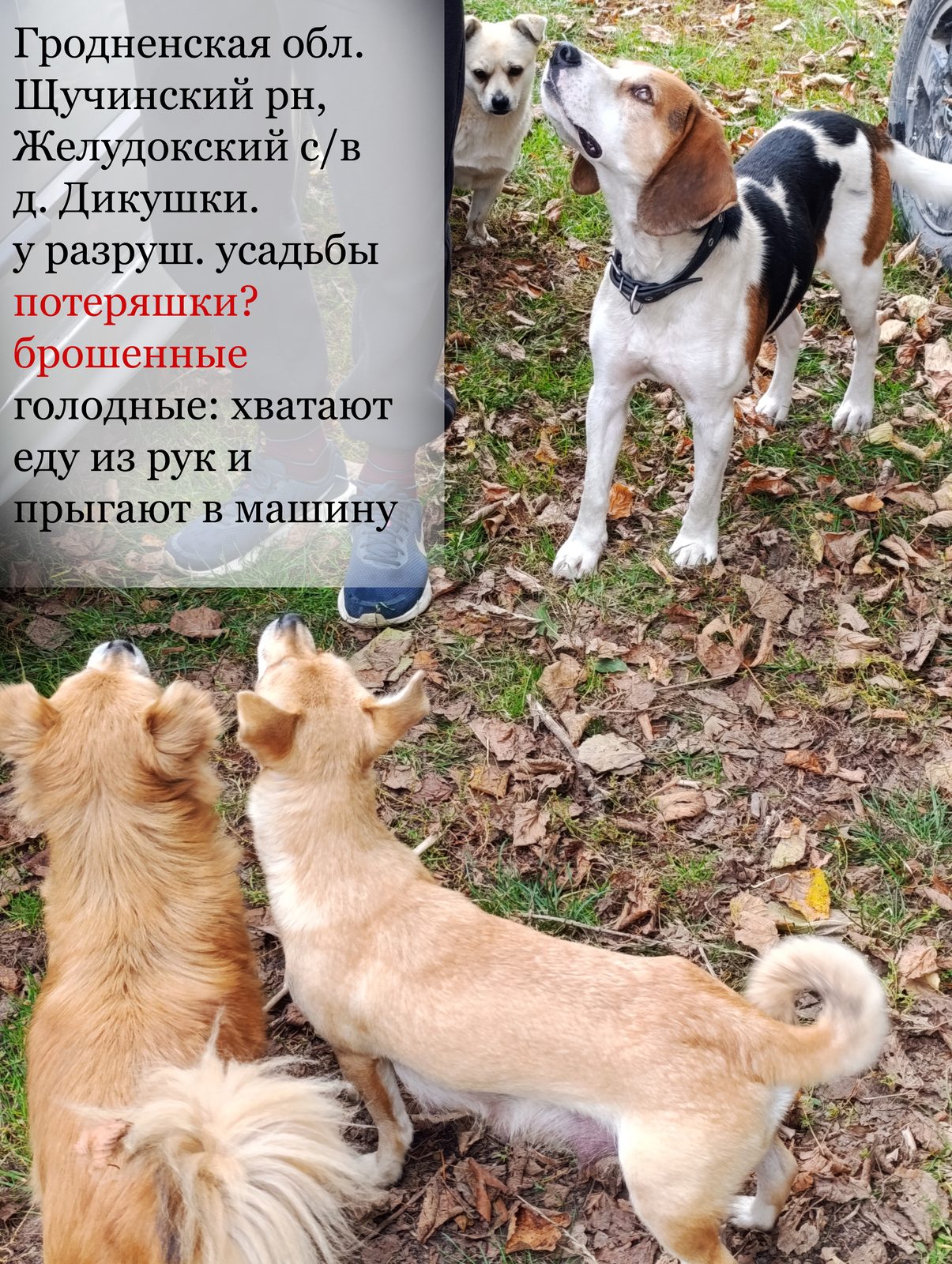 НАЙДЕНА СОБАКА — Щучин