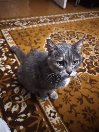 Найдена кошка в Минске — Ищет хозяина