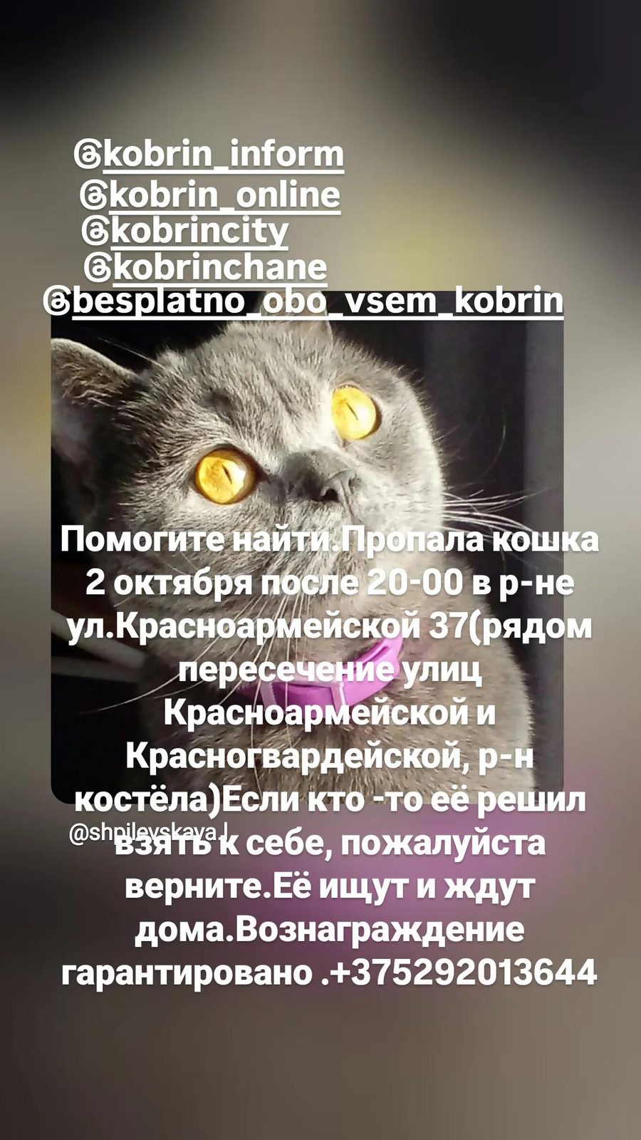Пропала кошка в Кобрине — фото объявления