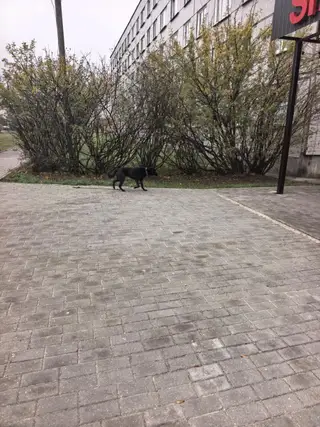 Найдена собака в Бресте — Замечена собака с поводком