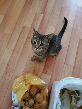 Пропала кошка в Минске — фото объявления
