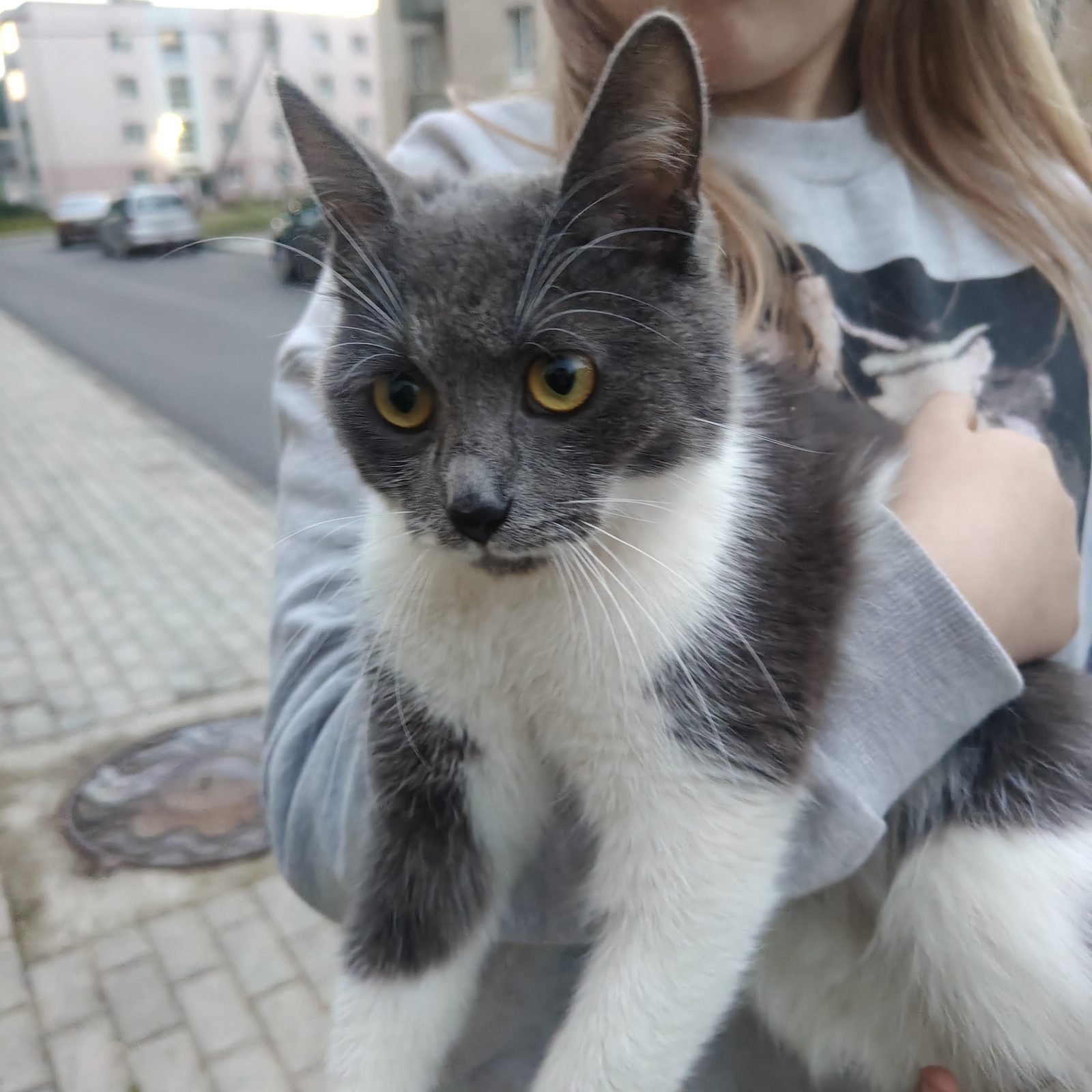 НАЙДЕНА КОШКА — Минск