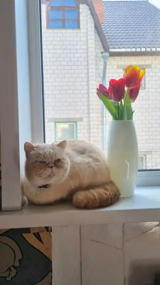 Пропала кошка в Гомеле — фото объявления