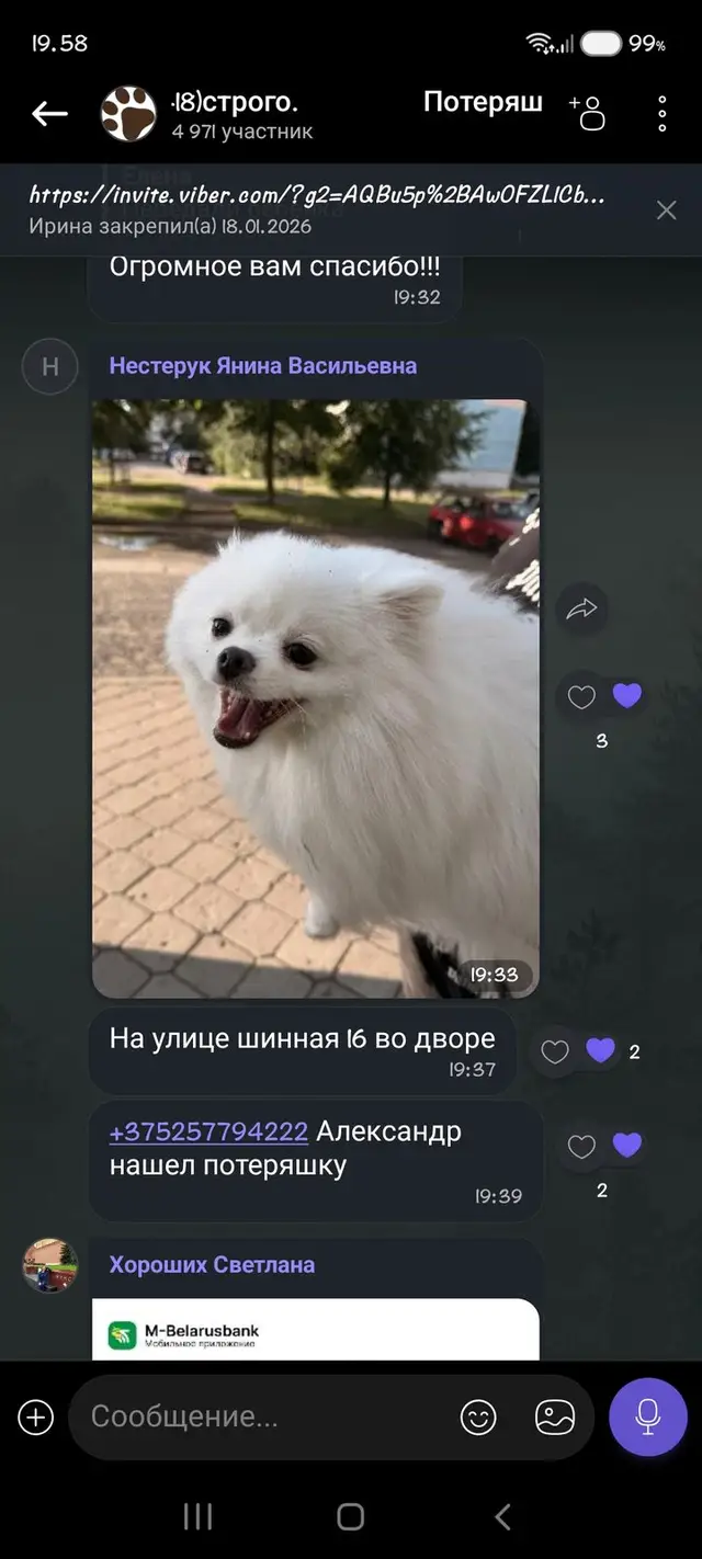 Найдена собака в Бобруйске — фото объявления