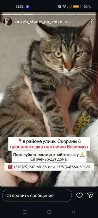 Пропала кошка в Молодечно — Кошка Василиса
