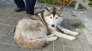 Найдена собака в Гомеле — Замечена собака