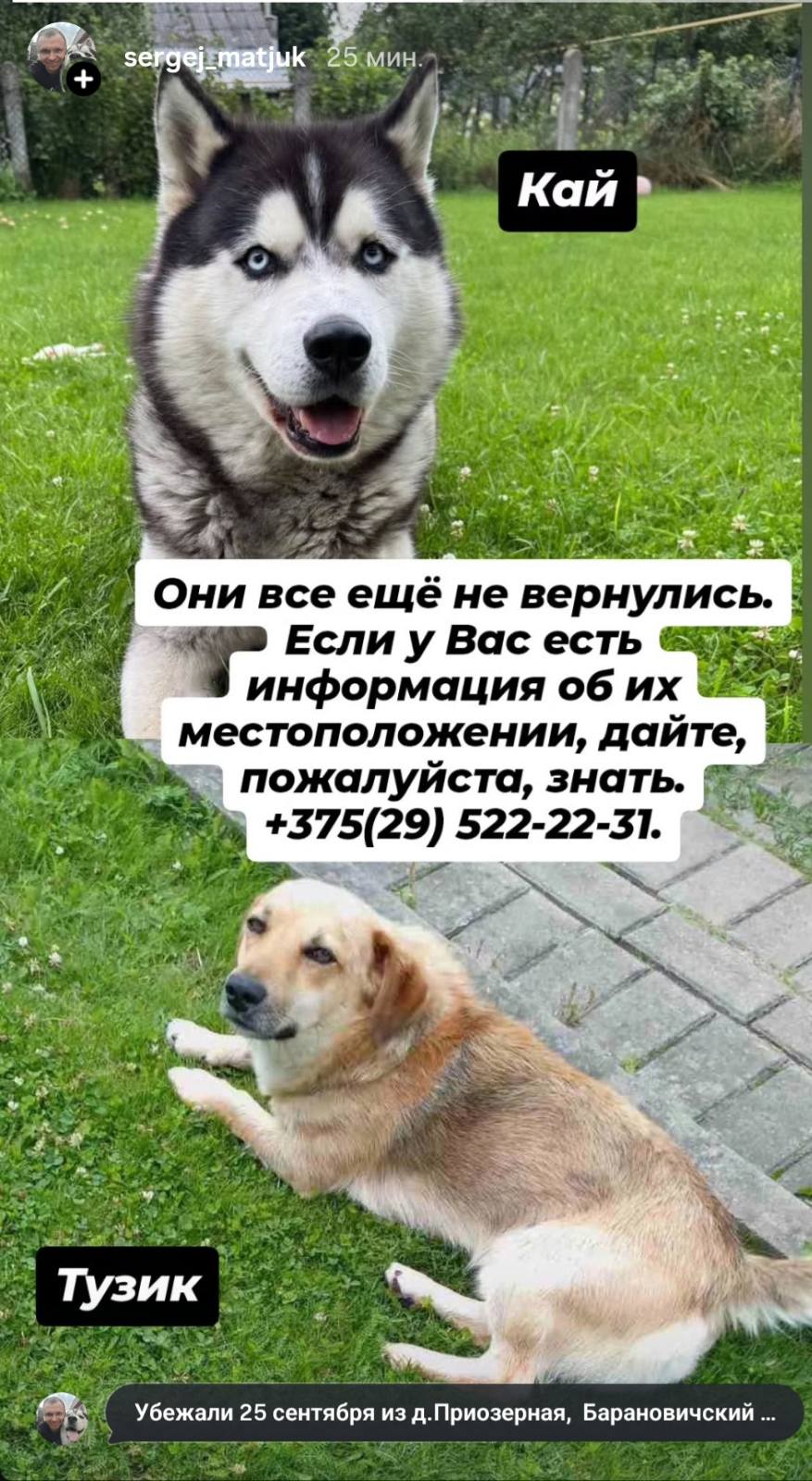 Пропала собака в Барановичах — фото объявления
