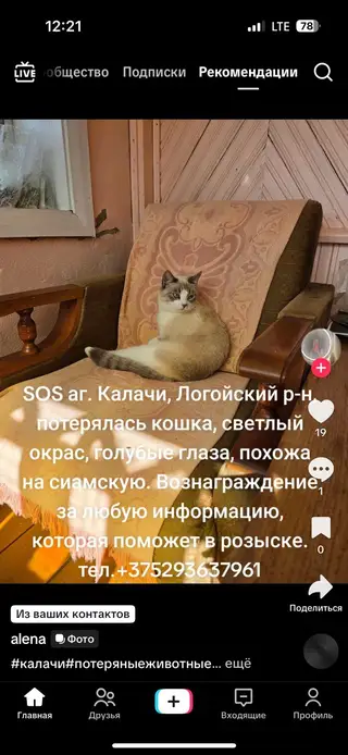 Пропавшая кошка в Логойсках Пропала кошка в Логойсках — фото объявления