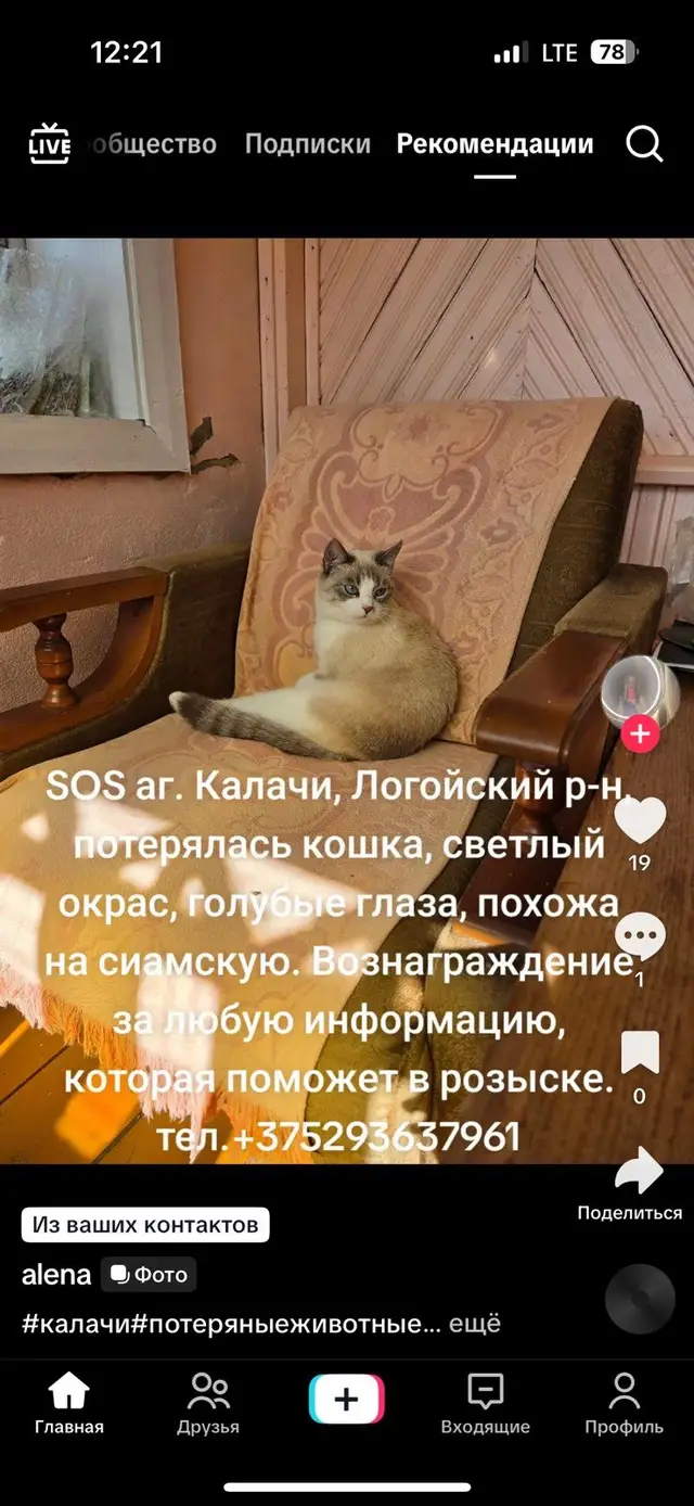 Пропала кошка в Логойсках — фото объявления
