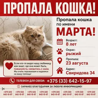 Пропала кошка в Гомеле — фото объявления