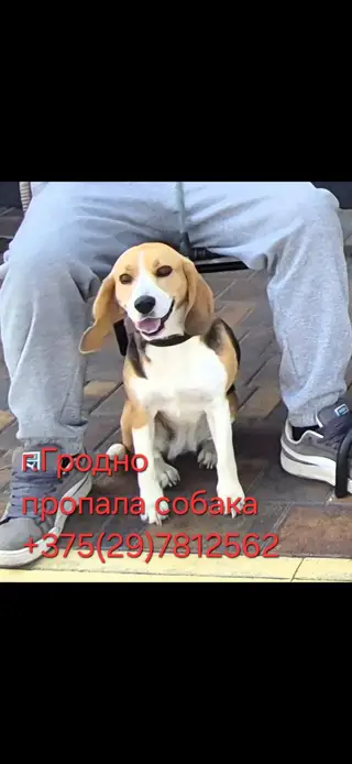 Пропала собака в Гродно — фото объявления