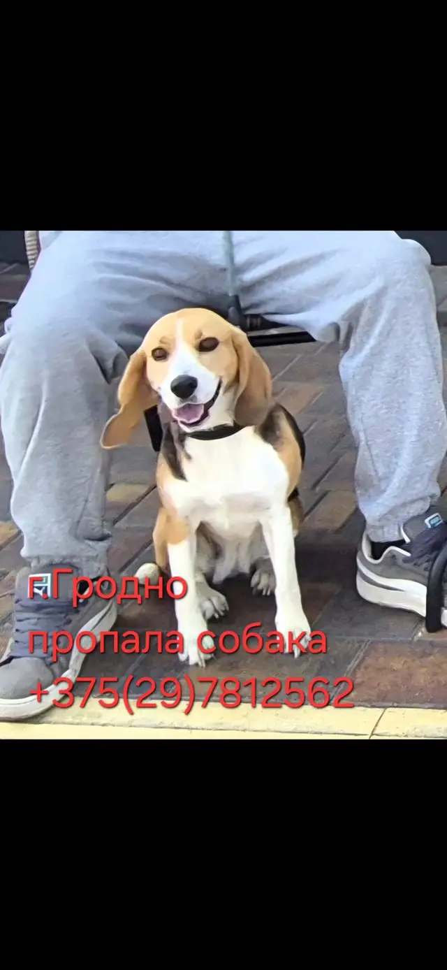 Пропавшая собака в Гродно Пропала собака в Гродно — фото объявления