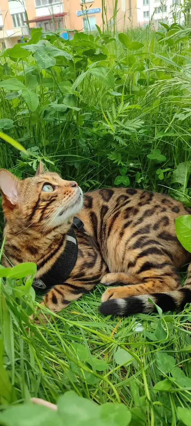 Пропавшая кошка в Витебске Пропала кошка в Витебске — фото объявления
