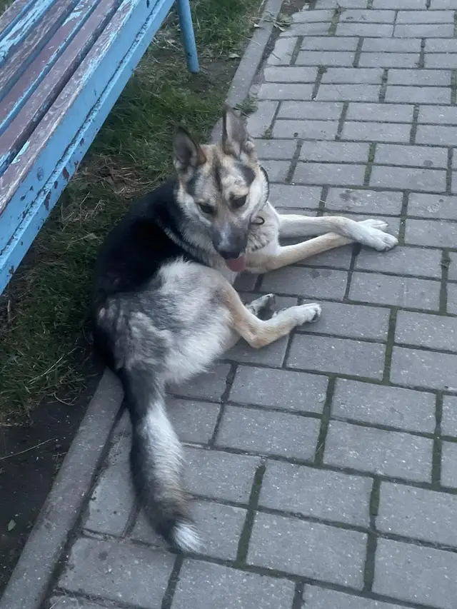 Найденная собака в Гродно: Собака без хозяина Найдена собака в Гродно — Собака без хозяина