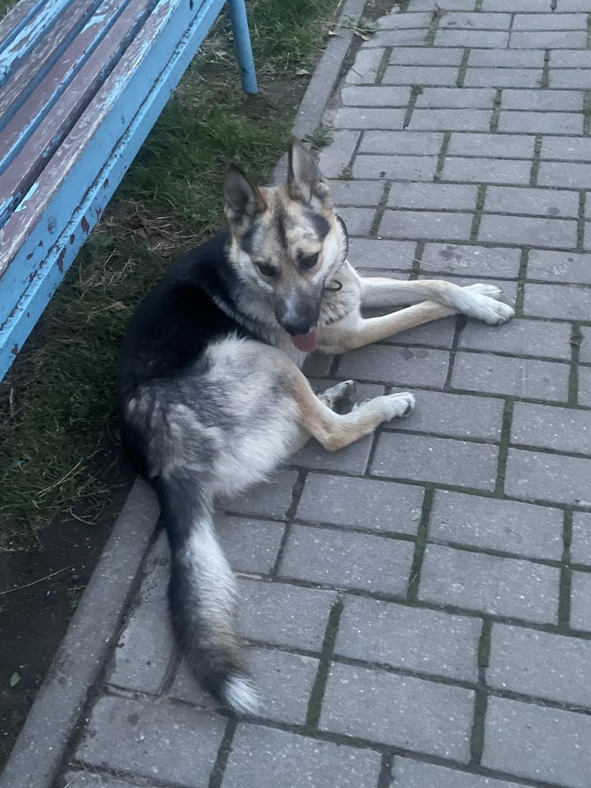 Найдена собака в Гродно — Собака без хозяина