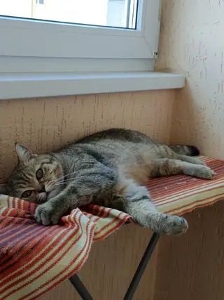 Пропала кошка в Гродно — фото объявления