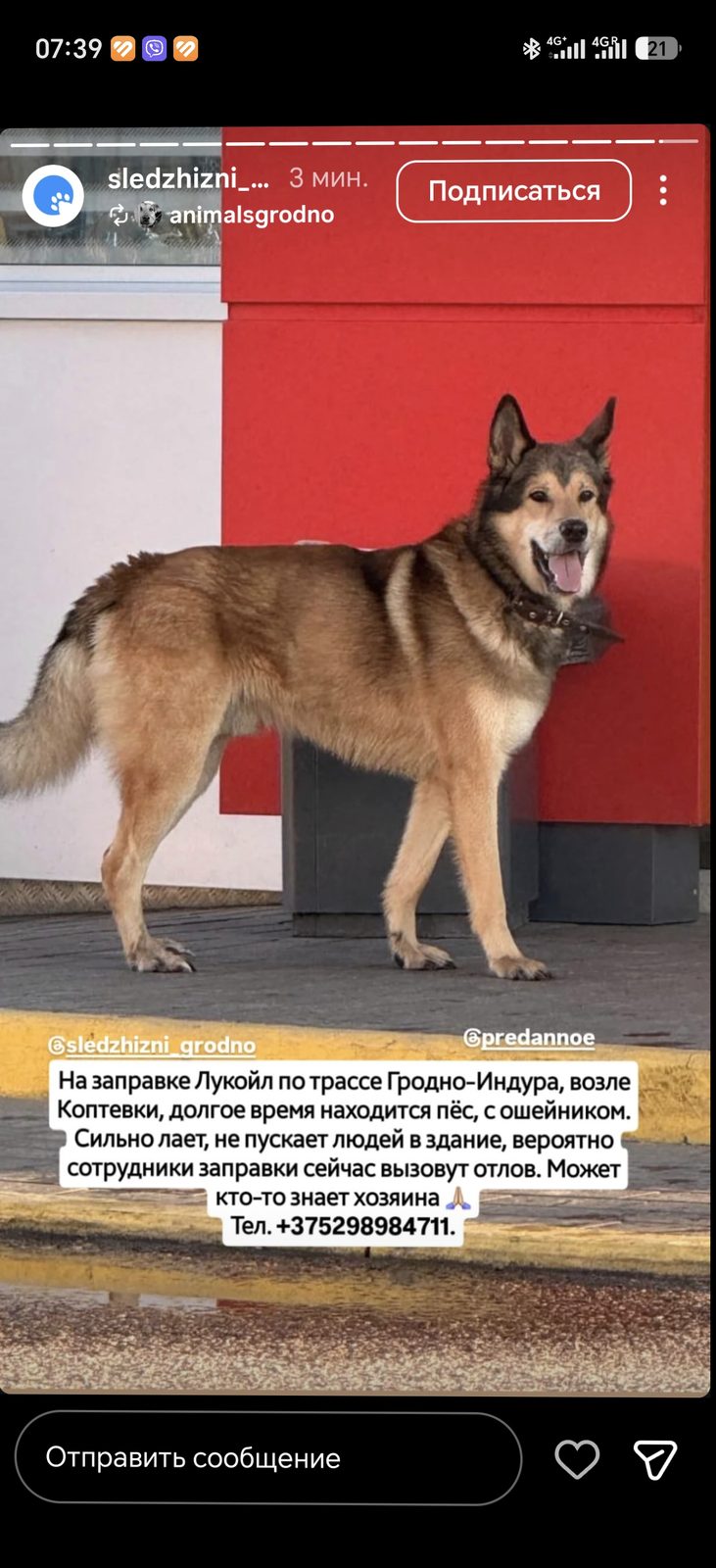 Найдена собака в Гродно — фото объявления
