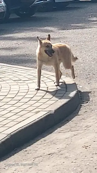 Найдена собака в Гродно — Может кто то потерял мальчика