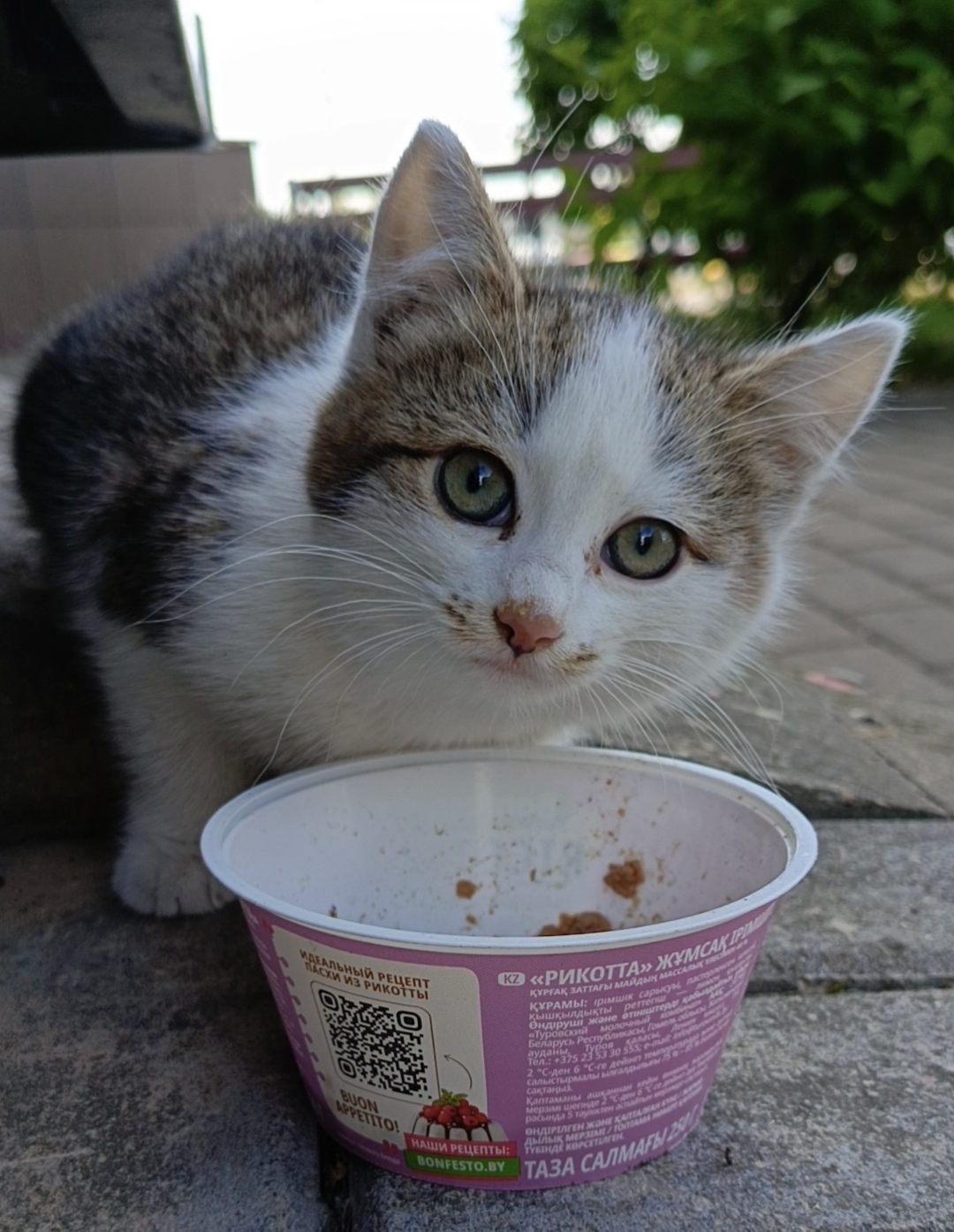 Найденная кошка в Минске: Котёнок ищет семью! Найдена кошка в Минске — Котёнок ищет семью!