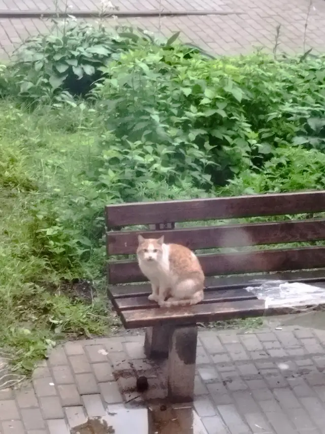 Найденная кошка в Минске: Кот бродит Найдена кошка в Минске — Кот бродит
