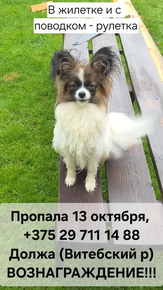 Пропавшая собака в Витебске Пропала собака в Витебске — фото объявления