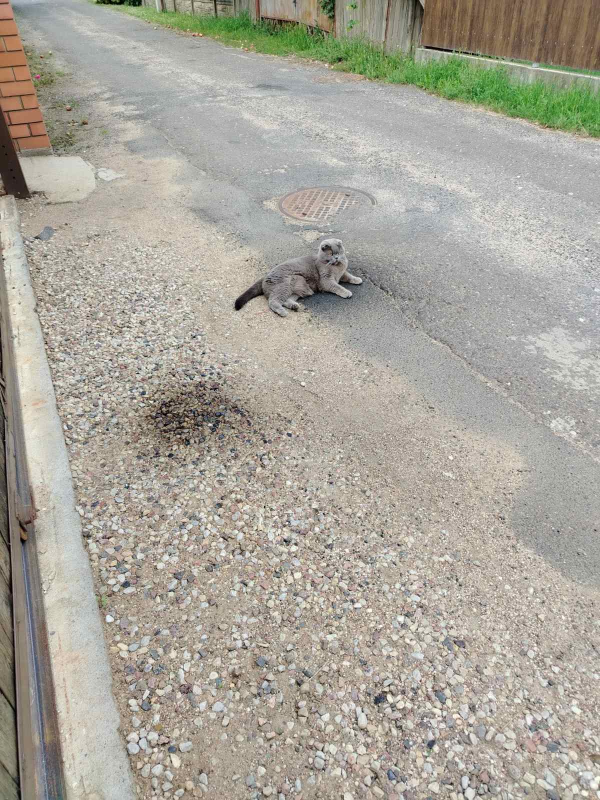 Пропала кошка в Барановичах — фото объявления