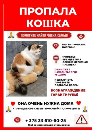 Пропала кошка в Витебске — фото объявления