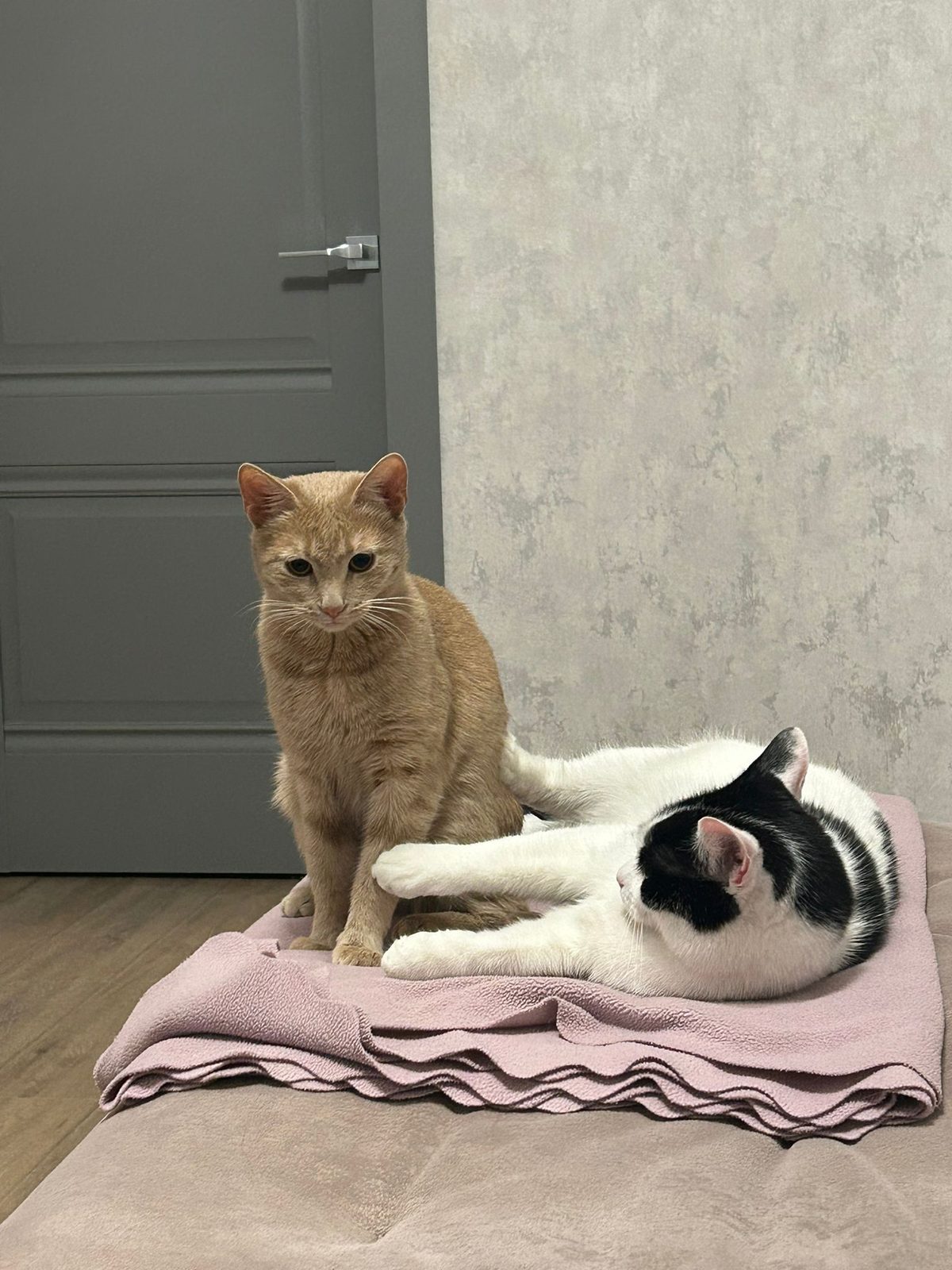 Пропала кошка в Минске — фото объявления