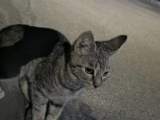 Найдена кошка в Гомеле — Котенок возле 40 школы
