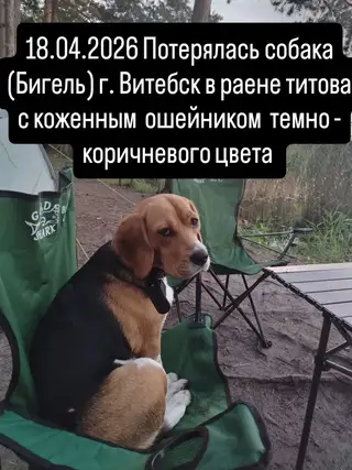 Пропавшая собака в Витебске Пропала собака в Витебске — фото объявления