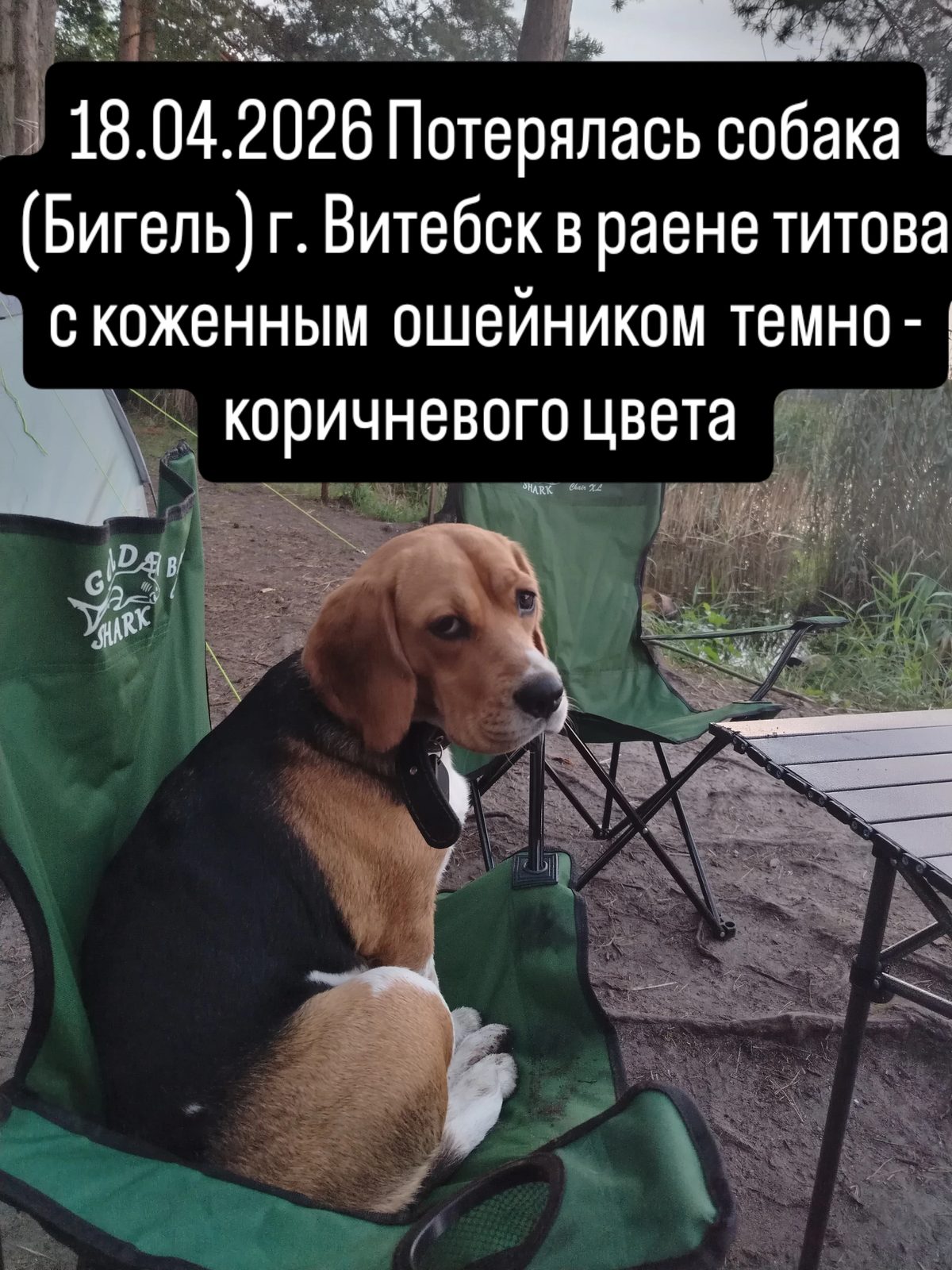 ПРОПАЛА СОБАКА — Витебск