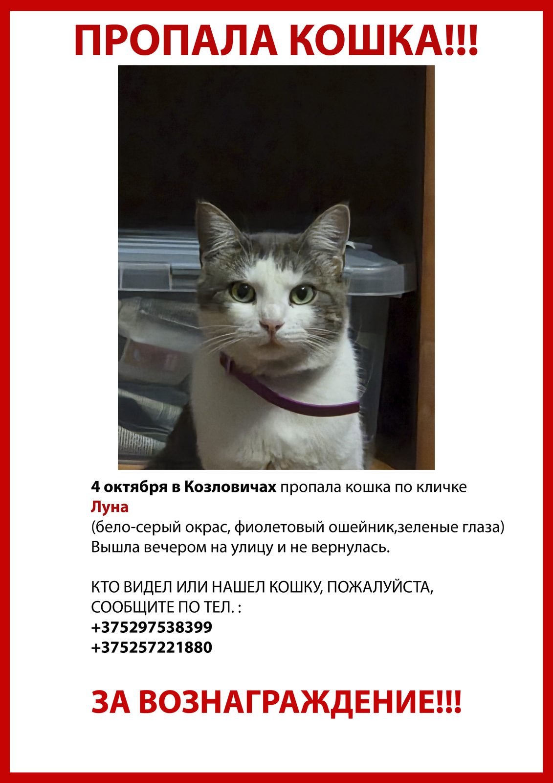 Пропала кошка в Бресте — фото объявления