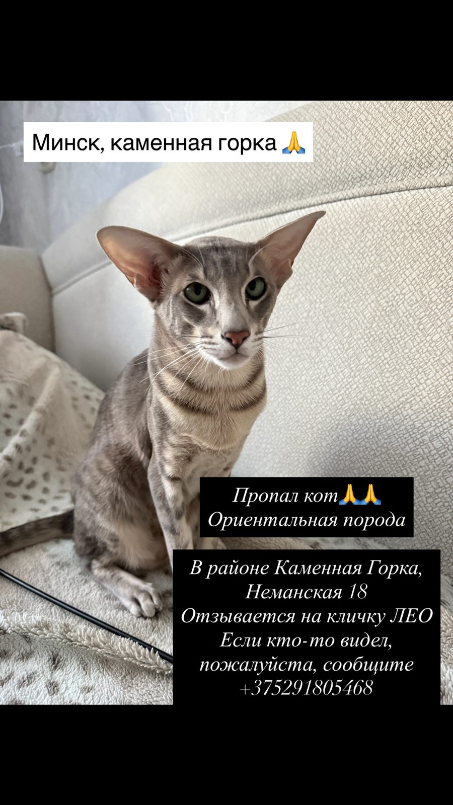 Пропала кошка в Минске — фото объявления