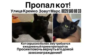 Пропала кошка в Гродно — фото объявления