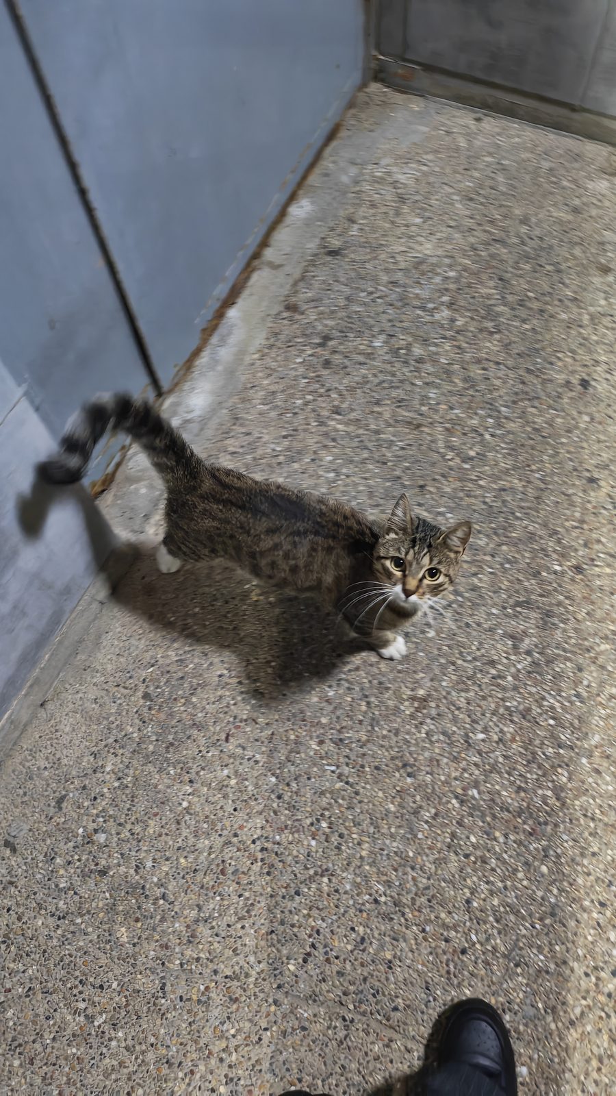 НАЙДЕНА КОШКА — Гродно