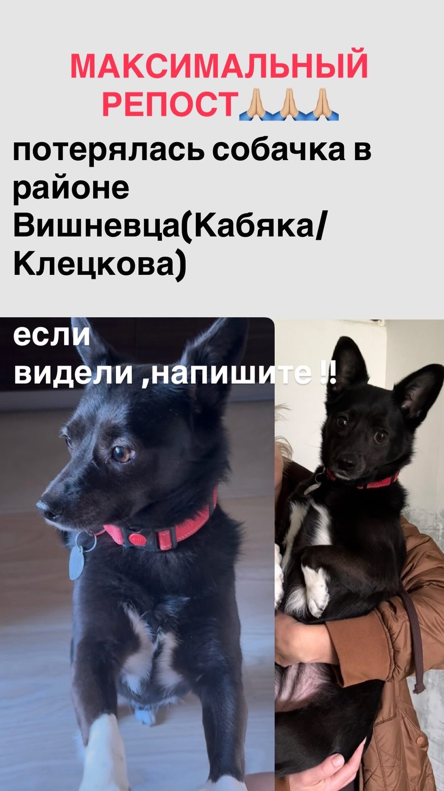 ПРОПАЛА СОБАКА — Гродно