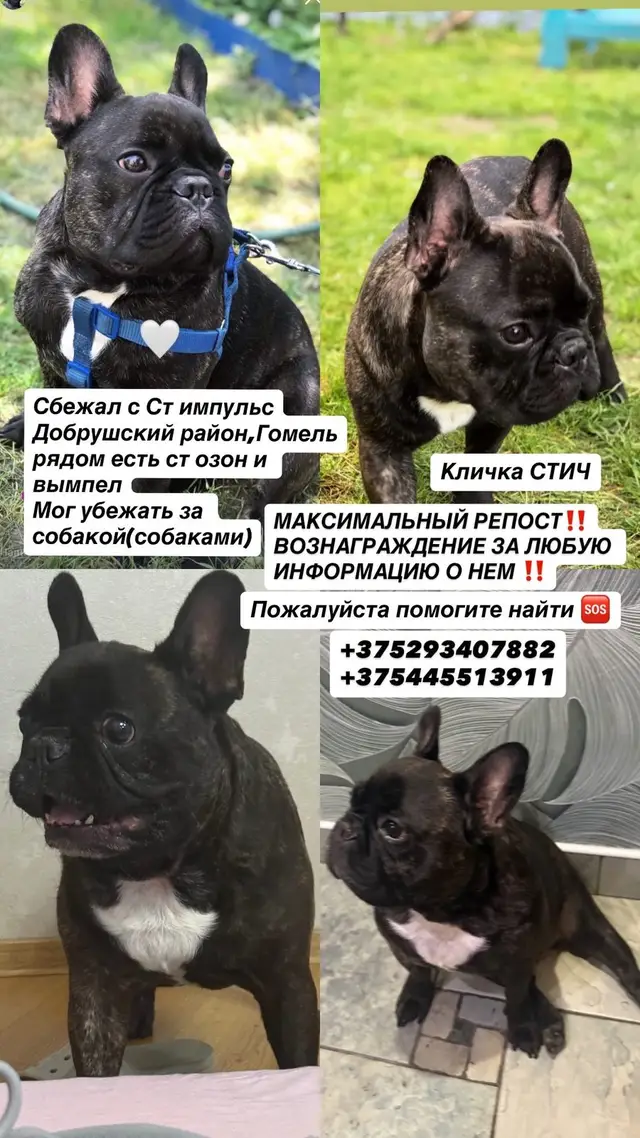 Пропала собака в Гомеле — ПОМОГИТЕ НАЙТИ😭🙏