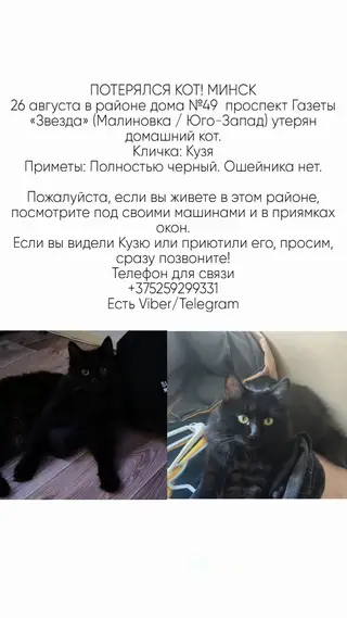 Пропала кошка в Минске — Потерян