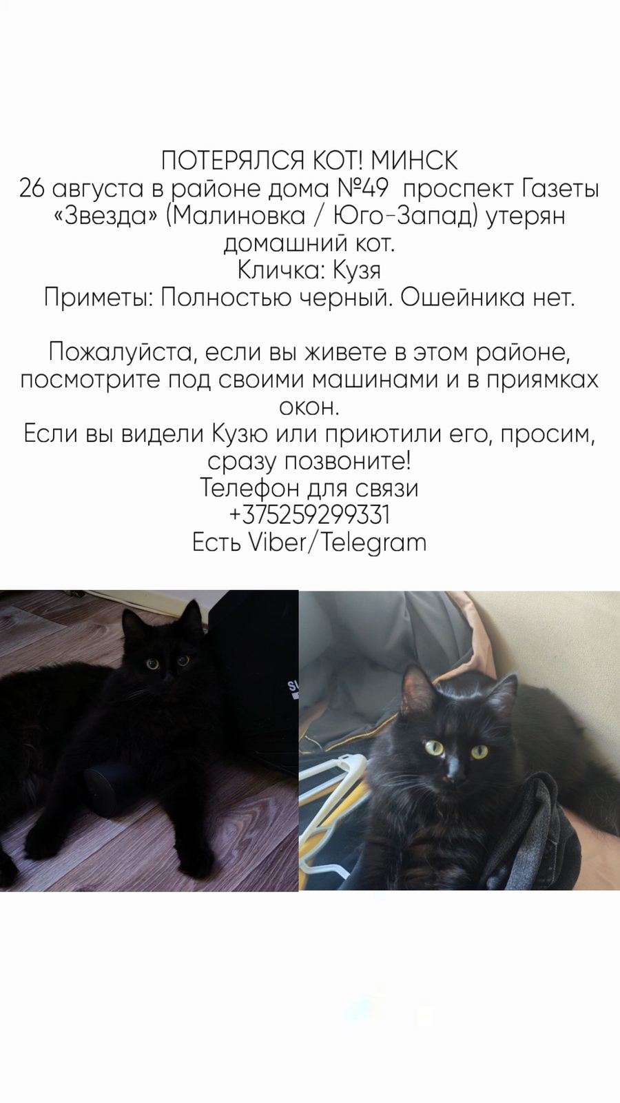 ПРОПАЛА КОШКА — Минск